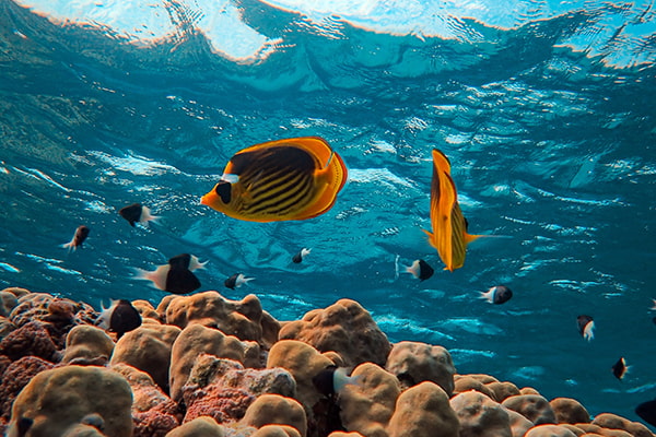 Все туроператоры по Египту, Красное море Все туроператоры по Египту