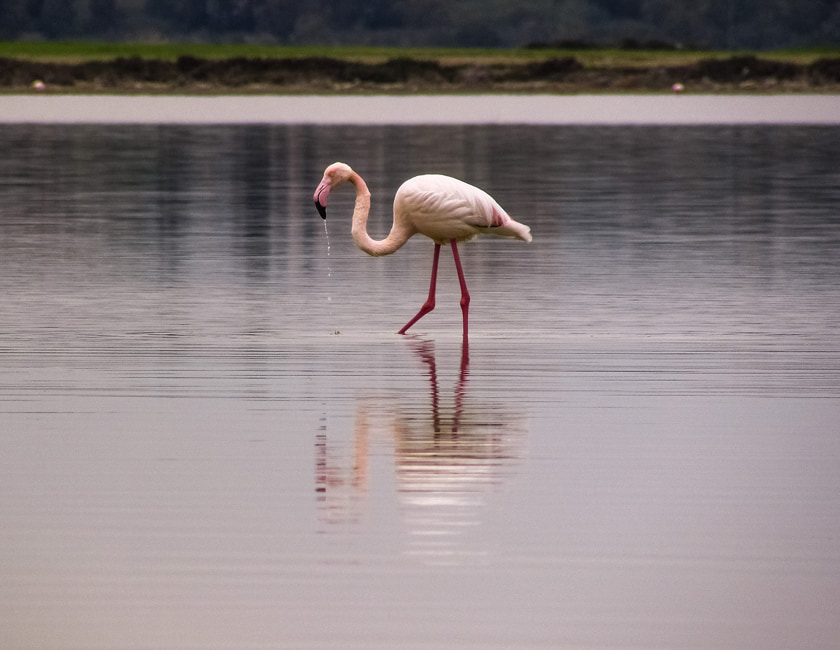 Фламинго на Кипре flamingo-min.jpg